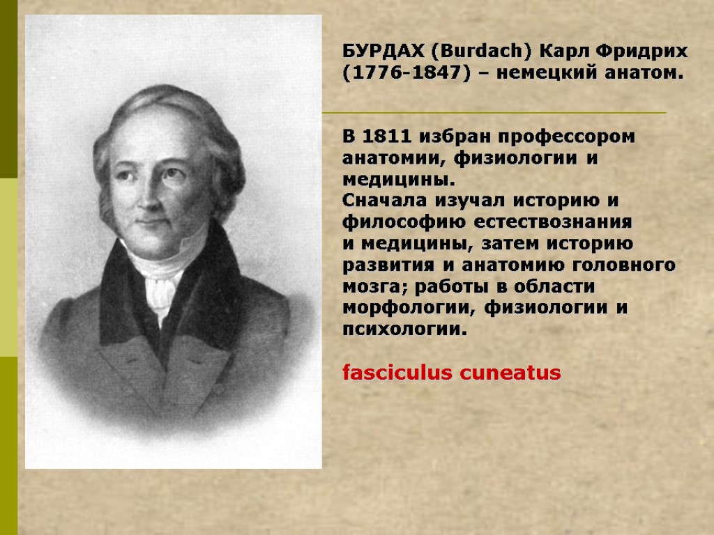 БУРДАХ (Burdach) Карл Фридрих (1776-1847) – немецкий анатом. В 1811 избран профессором анатомии, физиологии